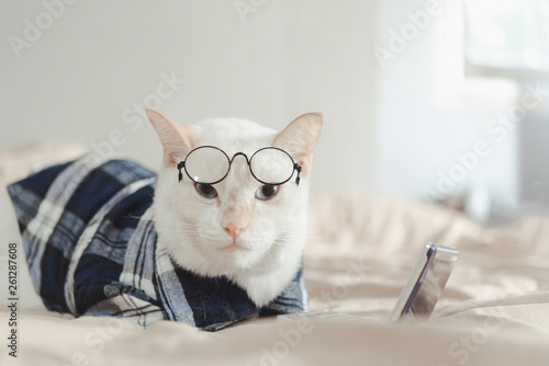 Portrait Of White Cat Wearing Glasses Animal Fashion Concept