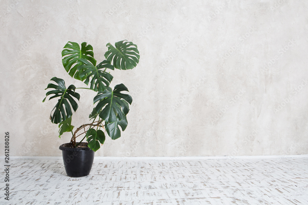 flower a monstera in a pot in an interior against the background of a wall - obrazy, fototapety, plakaty 
