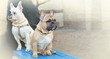© olenaari - Two French Bulldog friends sitting on the bench.