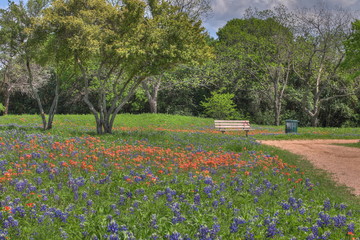 Poster - Spring Blubonnets near Waco Texas