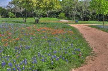 Poster - Spring Blubonnets near Waco Texas