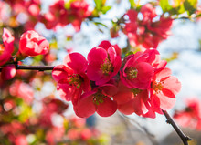 Japanese Quince Flowers. Chaenomeles, Small Red Flowers In Spring Time