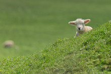 Lamb On Hillside