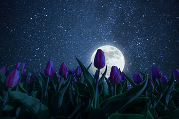 Wall Mural - night landscape with tulips meadow