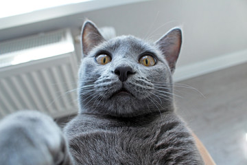 russian blue cat making selfie at home.