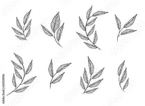 Set elements set collection of leaves herbs