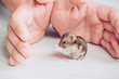 partial view of man hands near funny hamster washing on grey wooden background