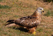 © Javier Vegas - The red kite (Milvus milvus) is a medium-large bird of prey in the family Accipitridae, which also includes many other diurnal raptors such as eagles, buzzards, and harriers