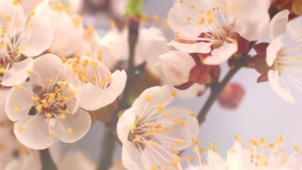 Wall Mural - Spring flowers opening. Beautiful Spring Apricot tree blossom timelapse, extreme close up. Time lapse of Easter fresh pink blossoming apricot closeup. Blooming backdrop 4K UHD video