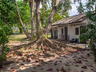 The roots of a tropical tree. Koh Phangan. Thailand.