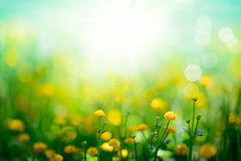 Yellow Spring Flowers On Sunny Green Meadow Background 