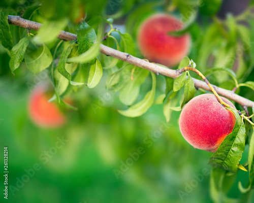 Peach fruit tree close-up