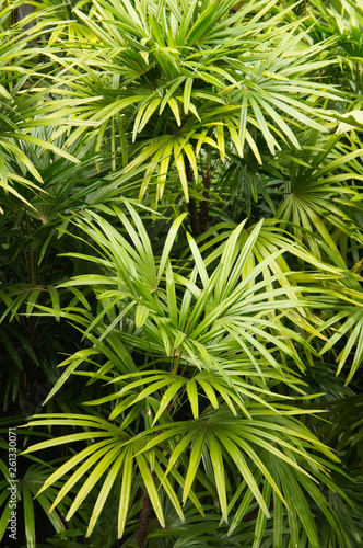 Cuadros en Lienzo Rhapis excelsa broadleaf lady palm or bamboo palm vertical