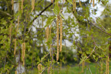 Spring came Bétula amentum.