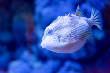 Wall Mural - Blurry photo of a porcupine puffer fish freckled porcupinefish in a sea aquarium