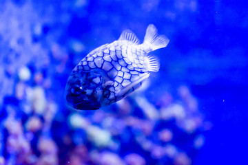 Wall Mural - Blurry photo of Monocentridae Pinecone fishes in a sea aquarium