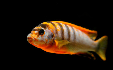 Colorful beautiful african cichlid mbuna fish in aquarium