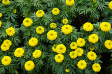 Tagetes Patula Bonanza Yellow French Marigold 