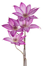 Clematis Flower Isolated