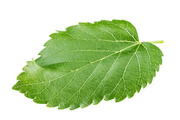 Wall Mural - mulberry leaf isolated