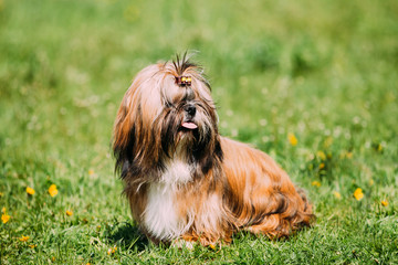 Cute Shih Tzu Toy Dog Sit In Green Spring Meadow. Playful Pet Outdoors