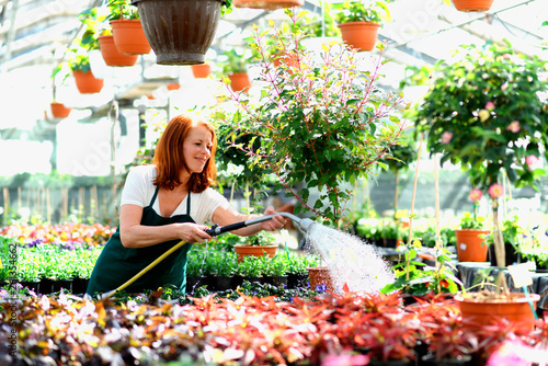 Fototapeta Gärtnerin gießt Pflanzen/ Blumen im Gewächshaus einer Gärtnerei // Woman waterin