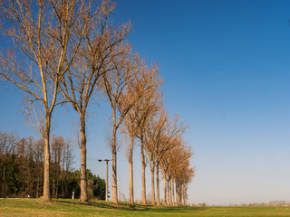 Spring Nature with blue Sky and trees without leaves