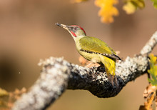 Side View Of Closeup Wild Green Woodpecker Sitting On Tree On Blurred Background