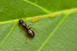 Big black ant on a green leaf, macro