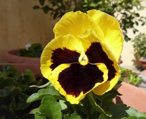 Close-up of pansy  flower (Viola tricolor) of yellow and brown colours growing in a garden in spring.