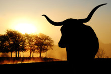 Texas Longhorn Cow Silhouette With Scenic Sunrise On Landscape In Background.