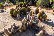 Cacti And Tropical Trees, Wrigley Botanical Gardens & Memorial On Catalina Island, California. 