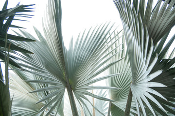 Green leaf of palm tree isolated on white background .