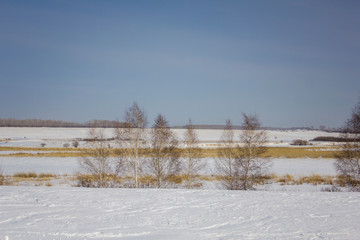 Wall Mural - black and white birch trees against a dry snowy winter valley under a clear blue sky