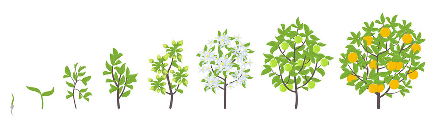 Poster - Sweet oranges tree growth stages. Vector illustration. Ripening period progression. Orange fruit tree life cycle animation plant seedling. Orange increase phases. Citrus aurantium