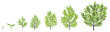 Olive tree growth stages. Vector illustration. Ripening period progression. Olive black tree life cycle animation plant seedling. European olive phases.