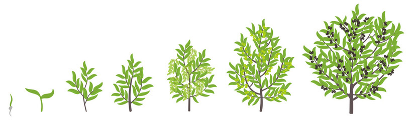 Poster - Olive tree growth stages. Vector illustration. Ripening period progression. Olive black tree life cycle animation plant seedling. European olive phases.