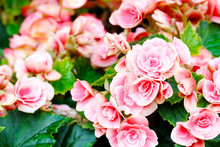 Close Up Of Begonia Flower Blooming In Garden Spring Nature Outdoor Background, Flower In Nature