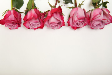 Wall Mural - red rose buds on white background on top with copy space