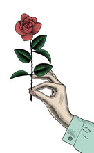 Female Hand With Red Rose. Vintage Engraving Stylized Drawing. Vector Illustration