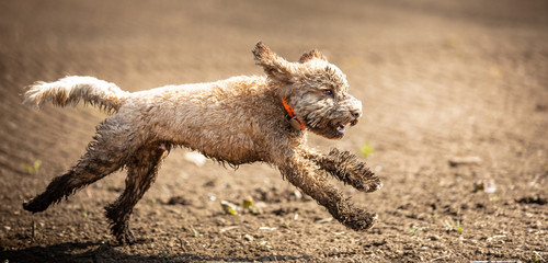 Wall Mural - The Cockapoo