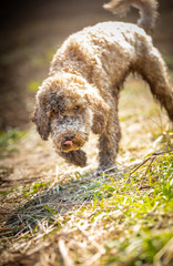 Wall Mural - The Cockapoo