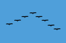 Bird Migration Illustration