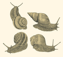 Snails. Design Set. Hand Drawn Engraving. Editable Vector Vintage Illustration. Isolated On Light Background. 8 EPS