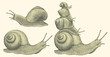Snails. Design set. Hand drawn engraving. Editable vector vintage illustration. Isolated on light background. 8 EPS