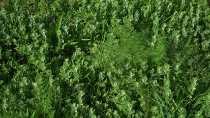 Wall Mural - Wild Fennel herb on sunny day. Aromatic herb. Foeniculum vulgare