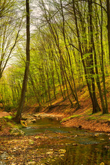 Canvas Print - Flowing stream in the green spring forest