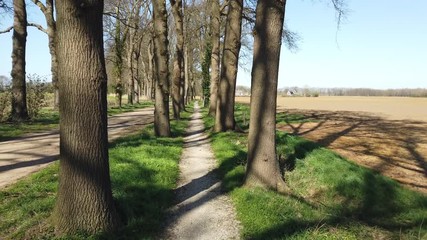 Wall Mural - POV Aerial driving on a Country road with trees in Dutch polder