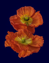 Floral Fine Art Still Life Color Macro Of A A Pair Of Orange Yellow Satin/silk Poppy Wide Opened Blossoms Isolated On Blue Violet Background With Detailed Texture