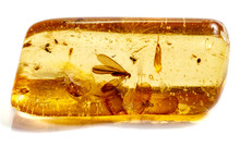 Macro Stone Mineral Amber With Insects, Flies And Beetles On A White Background Close Up